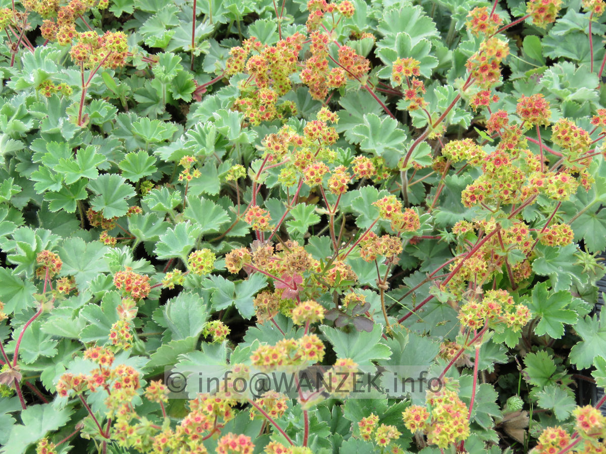 Alchemilla erythropoda 02 in Kiste nach der Bluete.JPG